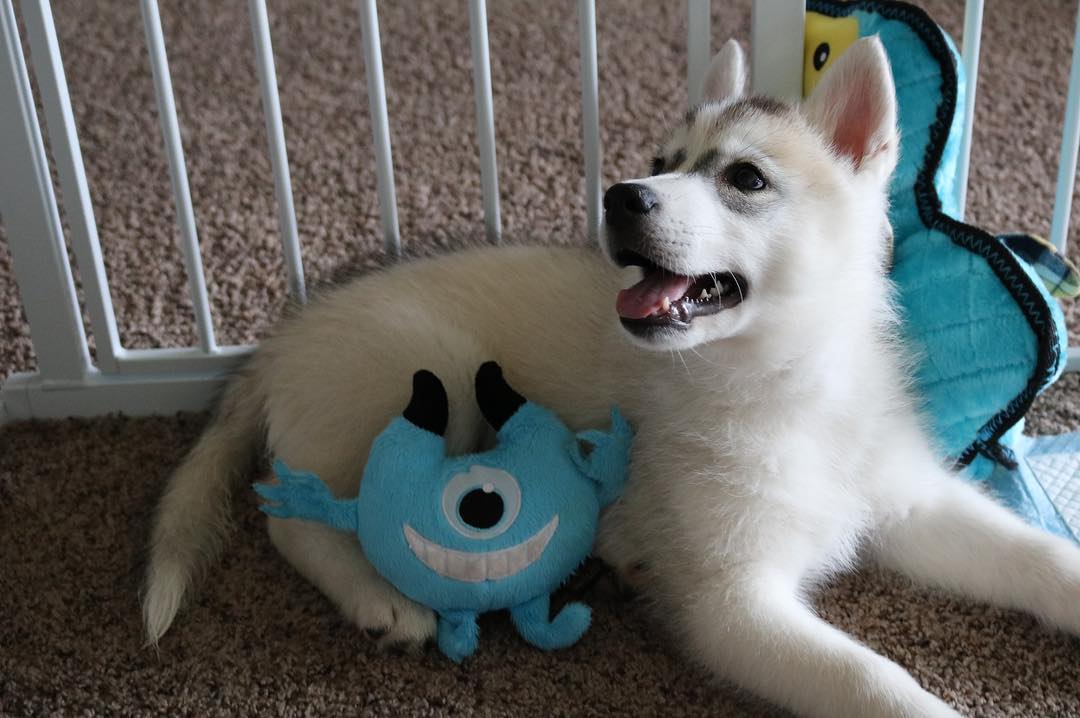 Sibirischer Husky